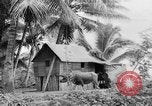 Image of Chamorro natives Guam, 1939, second 39 stock footage video 65675072054