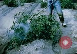 Image of Alien internment facility garden World War 2 Crystal City Texas USA, 1943, second 22 stock footage video 65675072069