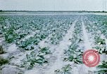 Image of Alien internment facility garden World War 2 Crystal City Texas USA, 1943, second 35 stock footage video 65675072069