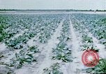 Image of Alien internment facility garden World War 2 Crystal City Texas USA, 1943, second 36 stock footage video 65675072069