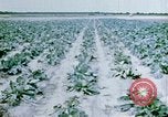 Image of Alien internment facility garden World War 2 Crystal City Texas USA, 1943, second 37 stock footage video 65675072069