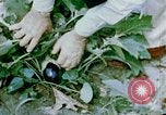 Image of Alien internment facility garden World War 2 Crystal City Texas USA, 1943, second 39 stock footage video 65675072069