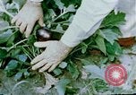 Image of Alien internment facility garden World War 2 Crystal City Texas USA, 1943, second 40 stock footage video 65675072069
