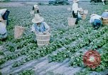 Image of Alien internment facility garden World War 2 Crystal City Texas USA, 1943, second 43 stock footage video 65675072069