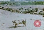 Standbild Erholung durch Japanese-Americans verlegt Crystal City Texas USA, 1943, aus Sekunde 4 historischem Filmmaterial Videoclip 65675072072