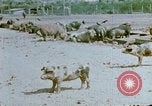 Standbild Erholung durch Japanese-Americans verlegt Crystal City Texas USA, 1943, aus Sekunde 5 historischem Filmmaterial Videoclip 65675072072