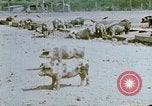 Standbild Erholung durch Japanese-Americans verlegt Crystal City Texas USA, 1943, aus Sekunde 7 historischem Filmmaterial Videoclip 65675072072