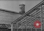 Image of pea crop New Jersey United States USA, 1946, second 4 stock footage video 65675072231
