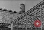 Image of pea crop New Jersey United States USA, 1946, second 5 stock footage video 65675072231