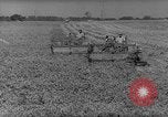 Image of pea crop New Jersey United States USA, 1946, second 6 stock footage video 65675072231
