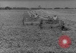 Image of pea crop New Jersey United States USA, 1946, second 7 stock footage video 65675072231