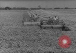 Image of pea crop New Jersey United States USA, 1946, second 8 stock footage video 65675072231