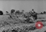 Image of pea crop New Jersey United States USA, 1946, second 9 stock footage video 65675072231