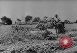 Image of pea crop New Jersey United States USA, 1946, second 10 stock footage video 65675072231