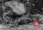 Image of pea crop New Jersey United States USA, 1946, second 12 stock footage video 65675072231