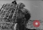 Image of pea crop New Jersey United States USA, 1946, second 14 stock footage video 65675072231