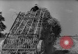 Image of pea crop New Jersey United States USA, 1946, second 16 stock footage video 65675072231