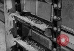 Image of pea crop New Jersey United States USA, 1946, second 20 stock footage video 65675072231