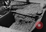 Image of pea crop New Jersey United States USA, 1946, second 21 stock footage video 65675072231