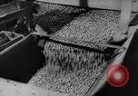 Image of pea crop New Jersey United States USA, 1946, second 22 stock footage video 65675072231