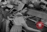 Image of pea crop New Jersey United States USA, 1946, second 23 stock footage video 65675072231