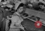 Image of pea crop New Jersey United States USA, 1946, second 24 stock footage video 65675072231