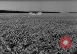 Image of pea crop New Jersey United States USA, 1946, second 38 stock footage video 65675072231