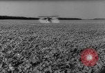 Image of pea crop New Jersey United States USA, 1946, second 39 stock footage video 65675072231