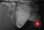 Image of fisherman Bermuda Island, 1933, second 56 stock footage video 65675072240