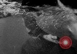 Image of fisherman Bermuda Island, 1933, second 57 stock footage video 65675072240