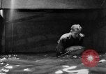 Image of fisherman Bermuda Island, 1933, second 60 stock footage video 65675072240
