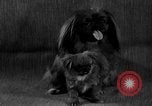 Image of Pacific Coast Kennel Club show Oakland California USA, 1933, second 19 stock footage video 65675072242