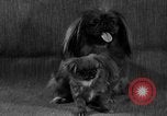 Image of Pacific Coast Kennel Club show Oakland California USA, 1933, second 20 stock footage video 65675072242
