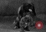 Image of Pacific Coast Kennel Club show Oakland California USA, 1933, second 21 stock footage video 65675072242
