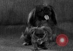 Image of Pacific Coast Kennel Club show Oakland California USA, 1933, second 22 stock footage video 65675072242