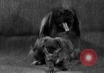 Image of Pacific Coast Kennel Club show Oakland California USA, 1933, second 23 stock footage video 65675072242