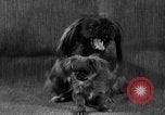 Image of Pacific Coast Kennel Club show Oakland California USA, 1933, second 24 stock footage video 65675072242