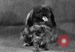 Image of Pacific Coast Kennel Club show Oakland California USA, 1933, second 25 stock footage video 65675072242