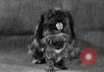 Image of Pacific Coast Kennel Club show Oakland California USA, 1933, second 26 stock footage video 65675072242
