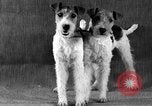 Image of Pacific Coast Kennel Club show Oakland California USA, 1933, second 27 stock footage video 65675072242