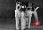 Image of Pacific Coast Kennel Club show Oakland California USA, 1933, second 29 stock footage video 65675072242