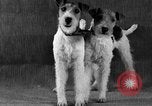 Image of Pacific Coast Kennel Club show Oakland California USA, 1933, second 30 stock footage video 65675072242