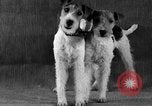 Image of Pacific Coast Kennel Club show Oakland California USA, 1933, second 31 stock footage video 65675072242
