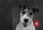 Image of Pacific Coast Kennel Club show Oakland California USA, 1933, second 32 stock footage video 65675072242