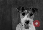 Image of Pacific Coast Kennel Club show Oakland California USA, 1933, second 33 stock footage video 65675072242