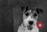 Image of Pacific Coast Kennel Club show Oakland California USA, 1933, second 34 stock footage video 65675072242
