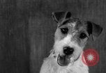 Image of Pacific Coast Kennel Club show Oakland California USA, 1933, second 35 stock footage video 65675072242