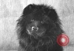 Image of Pacific Coast Kennel Club show Oakland California USA, 1933, second 36 stock footage video 65675072242