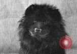 Image of Pacific Coast Kennel Club show Oakland California USA, 1933, second 37 stock footage video 65675072242