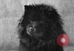 Image of Pacific Coast Kennel Club show Oakland California USA, 1933, second 38 stock footage video 65675072242